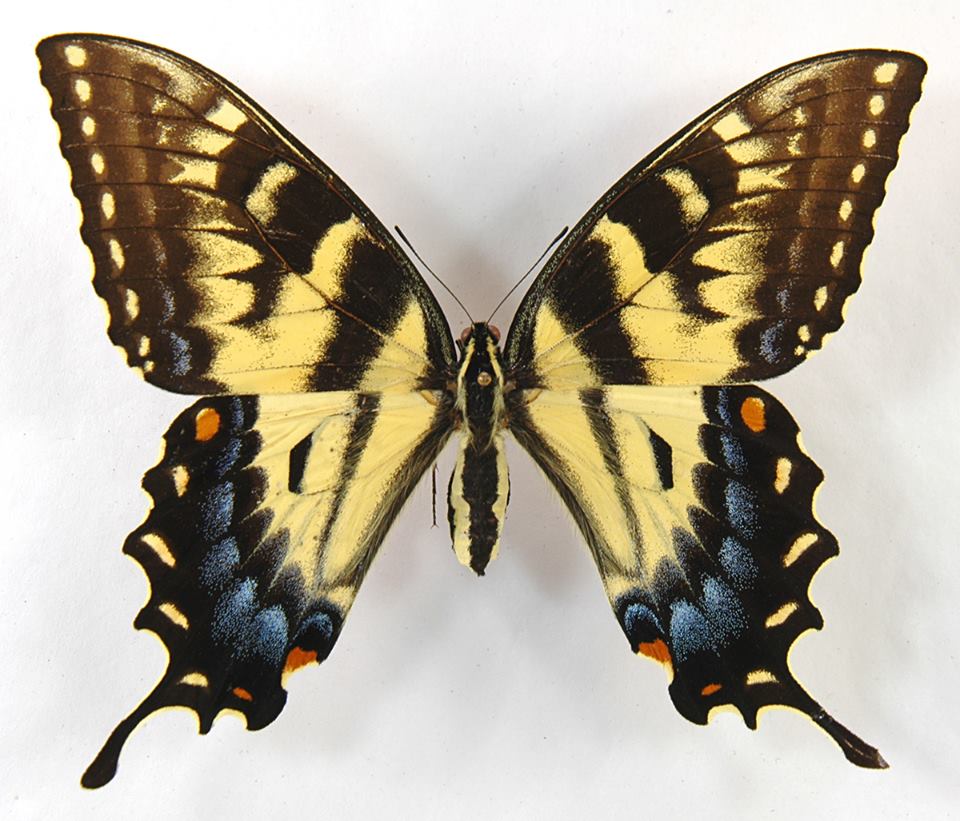 Papilio glaucus female (melanic) (Internet Image property of respective owner, non-commercial use only)